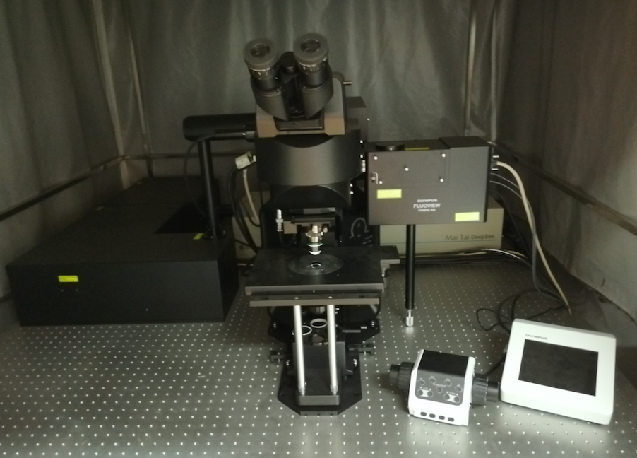 多光子扫描显微镜
